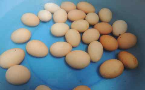 腌咸鸡蛋的方法 在家腌制咸鸡蛋的详细做法 在家腌制咸鸡蛋做法大全